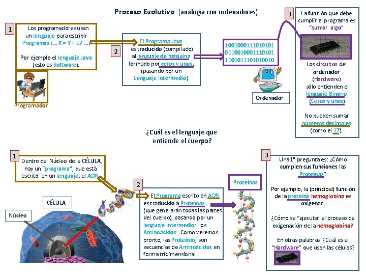 Proceso Evolutivo (analogía con ordenadores) Los programadores usan un lenguaje para escribir Programas (…