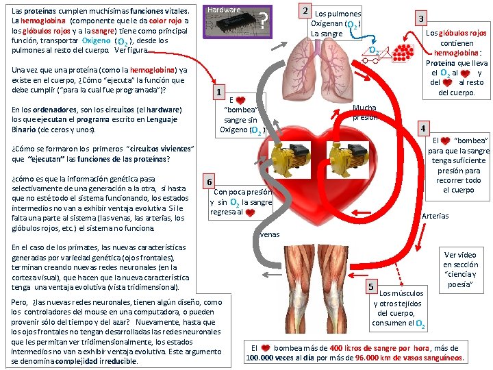 Las proteínas cumplen muchísimas funciones vitales. La hemoglobina (componente que le da color rojo