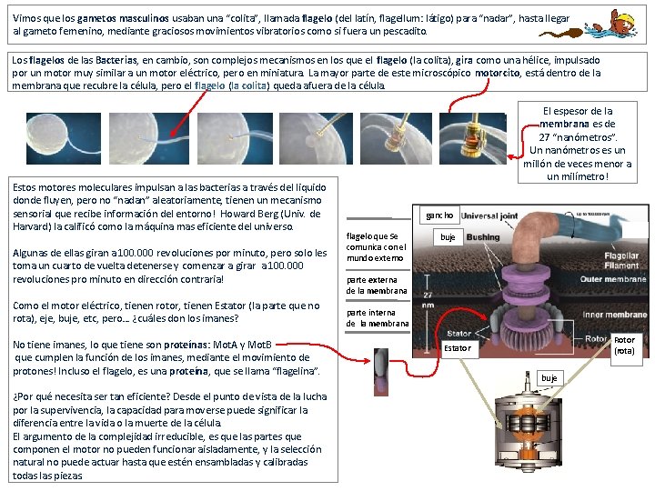 Vimos que los gametos masculinos usaban una “colita”, llamada flagelo (del latín, flagellum: látigo)