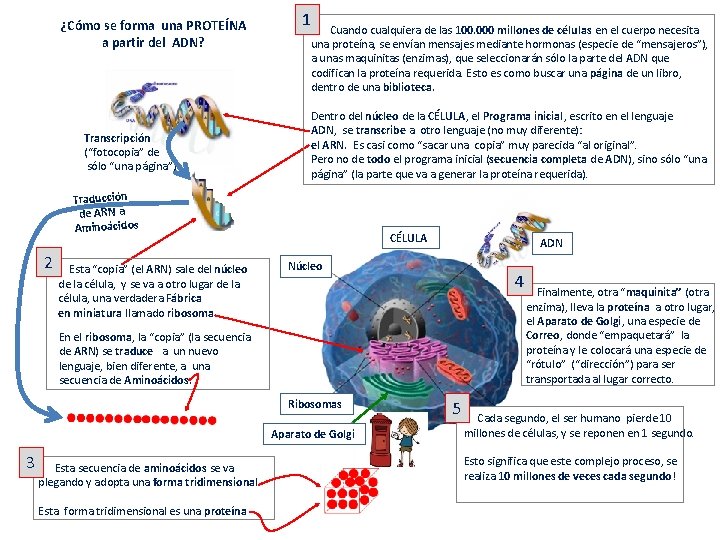 ¿Cómo se forma una PROTEÍNA a partir del ADN? Transcripción (“fotocopia” de sólo “una