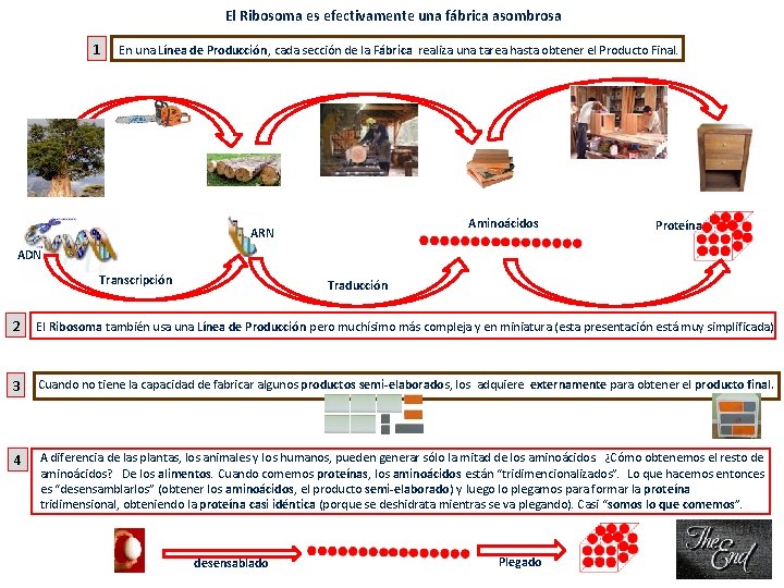 El Ribosoma es efectivamente una fábrica asombrosa 1 En una Línea de Producción, cada