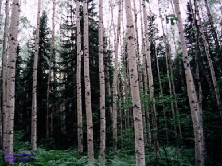 Special lecture FORE 3128 