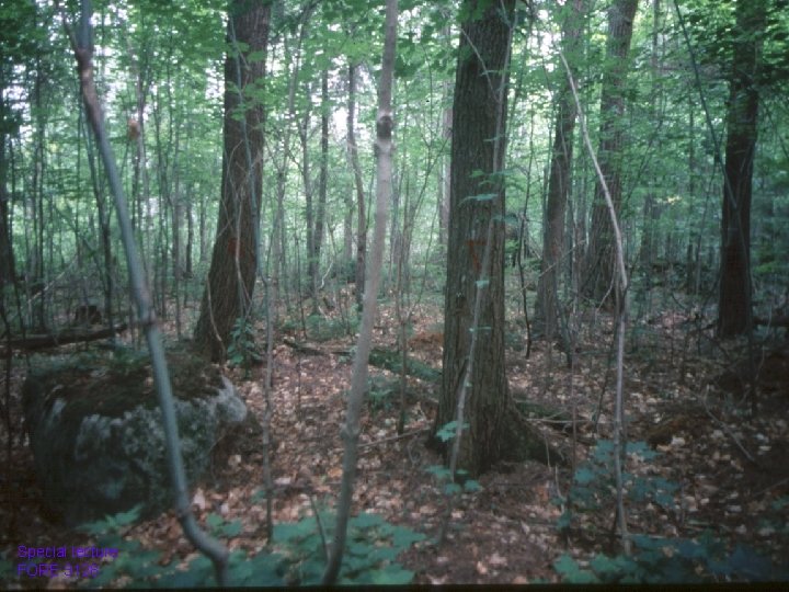 Special lecture FORE 3128 