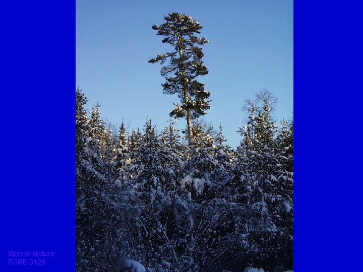 Special lecture FORE 3128 