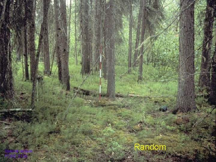 Special lecture FORE 3128 Random 