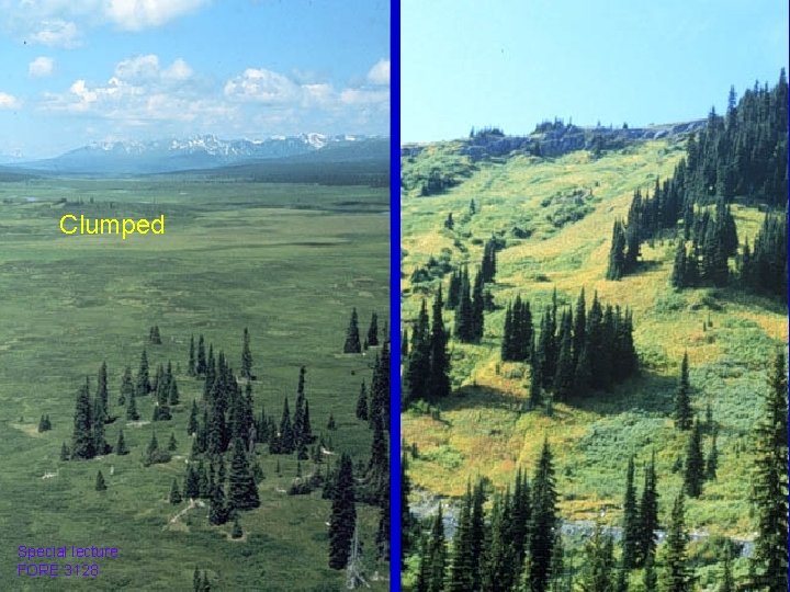 Clumped Special lecture FORE 3128 