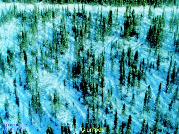 Special lecture FORE 3128 Clumped 