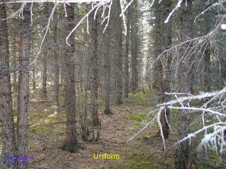 Special lecture FORE 3128 Uniform 