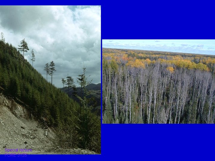 Special lecture FORE 3128 