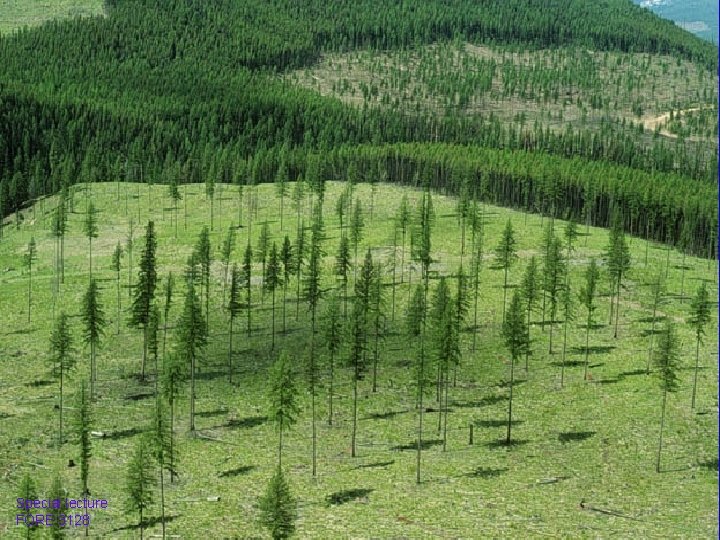 Special lecture FORE 3128 