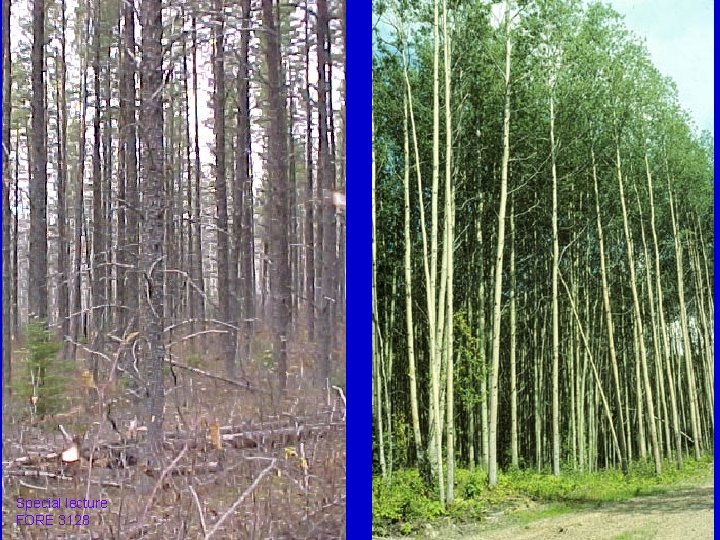 Special lecture FORE 3128 