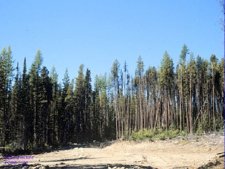 Special lecture FORE 3128 