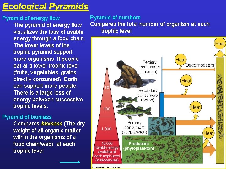 Ecological Pyramids Pyramid of numbers Pyramid of energy flow Compares the total number of