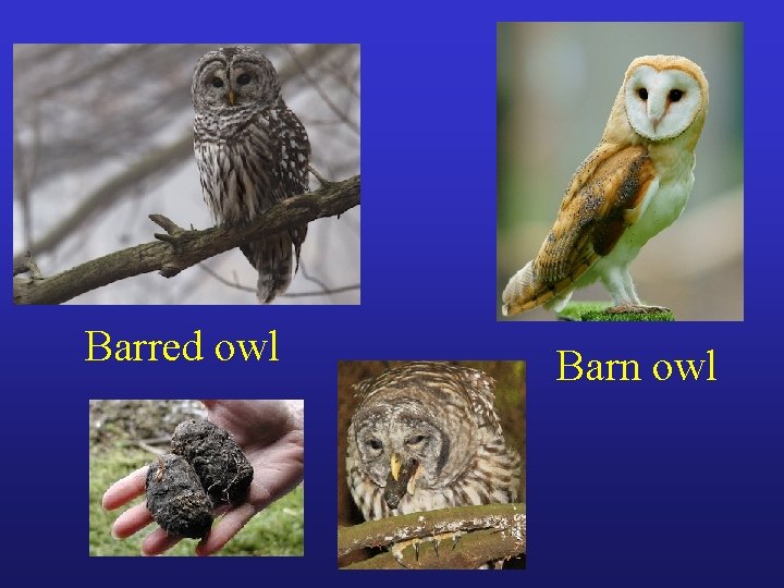 Barred owl Barn owl 