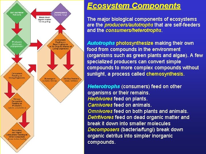Ecosystem Components The major biological components of ecosystems are the producers/autotrophs that are self-feeders