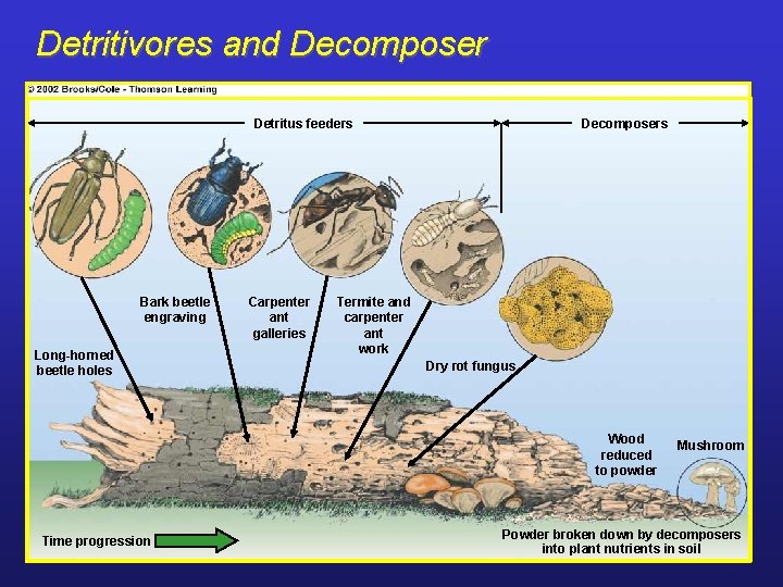Detritivores and Decomposer Detritus feeders Bark beetle engraving Long-horned beetle holes Carpenter ant galleries