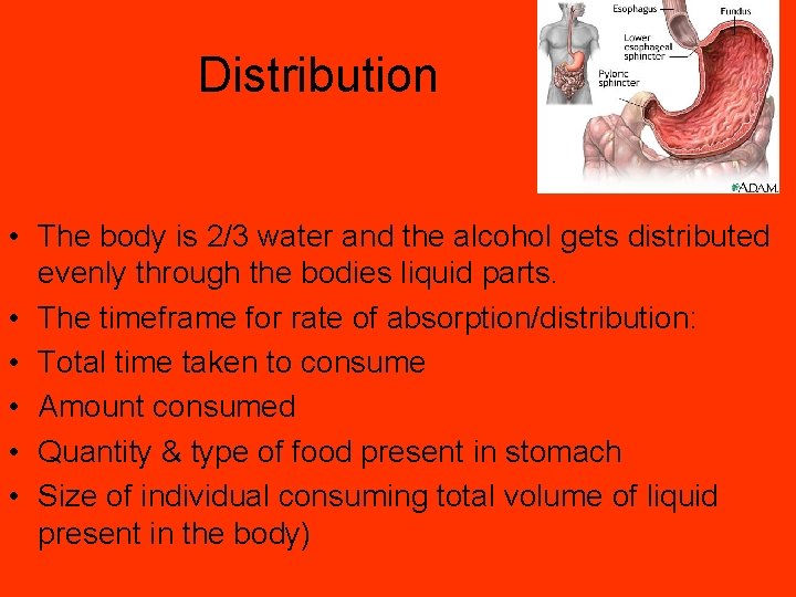 Distribution • The body is 2/3 water and the alcohol gets distributed evenly through