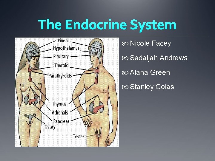 The Endocrine System Nicole Facey Sadaijah Andrews Alana Green Stanley Colas The Endocrine System Nicole Facey Sadaijah Andrews Alana Green Stanley Colas