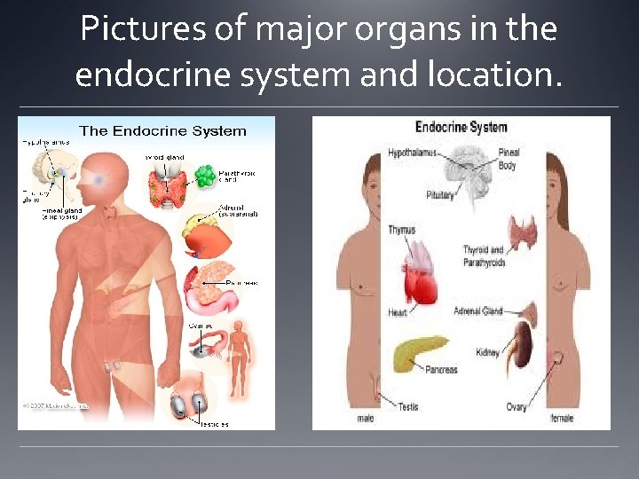 Pictures of major organs in the endocrine system and location. Pictures of major organs in the endocrine system and location.