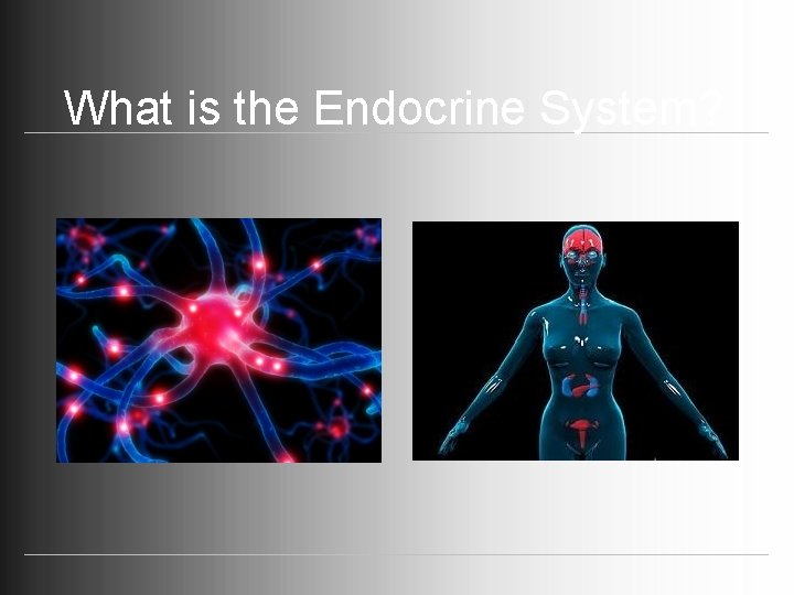 What is the Endocrine System? What is the Endocrine System?
