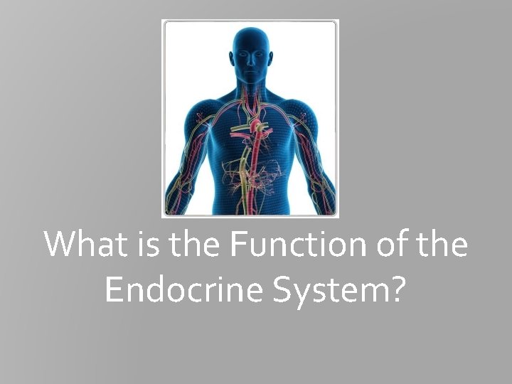What is the Function of the Endocrine System? What is the Function of the Endocrine System?