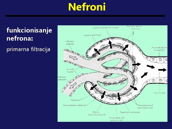 Nefroni funkcionisanje nefrona: primarna filtracija 