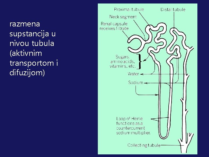 razmena supstancija u nivou tubula (aktivnim transportom i difuzijom) 