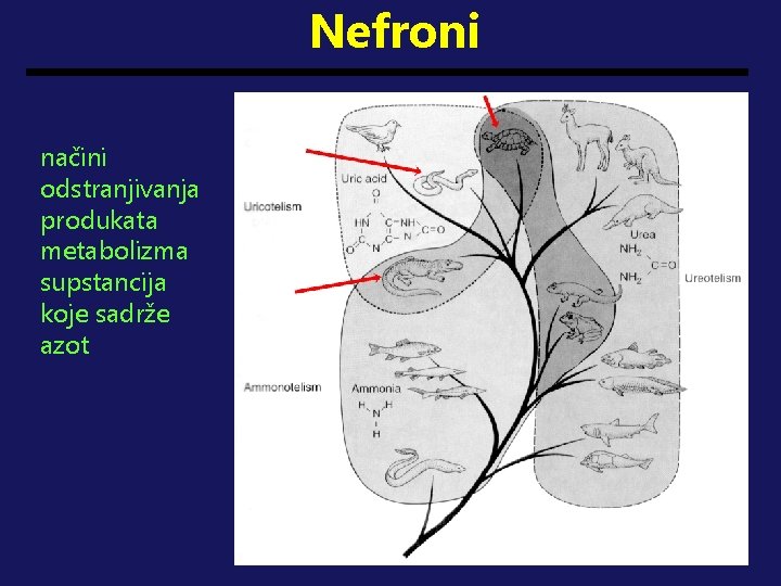 Nefroni načini odstranjivanja produkata metabolizma supstancija koje sadrže azot 