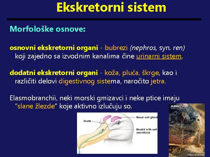 Ekskretorni sistem Morfološke osnove: osnovni ekskretorni organi - bubrezi (nephros, syn. ren) koji zajedno