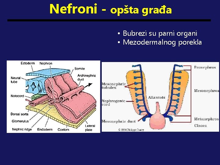 Nefroni - opšta građa • Bubrezi su parni organi • Mezodermalnog porekla 