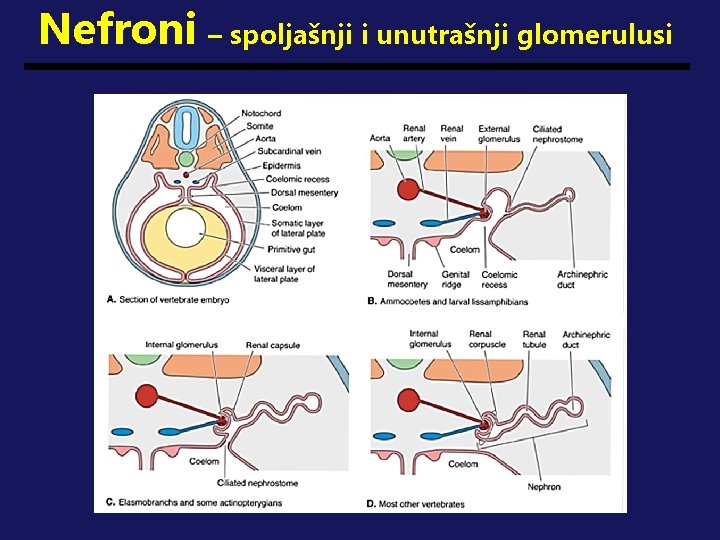 Nefroni – spoljašnji i unutrašnji glomerulusi 