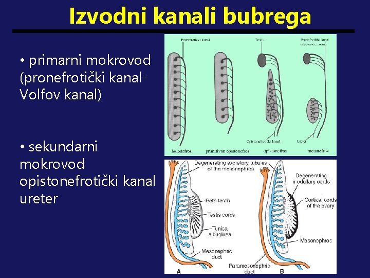 Izvodni kanali bubrega • primarni mokrovod (pronefrotički kanal. Volfov kanal) • sekundarni mokrovod opistonefrotički