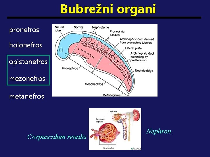 Bubrežni organi pronefros holonefros opistonefros mezonefros metanefros Corpusculum renalis Nephron 