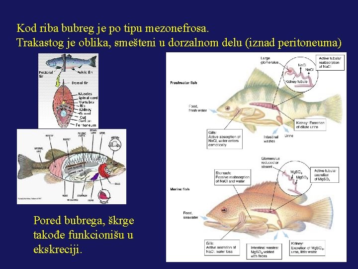 Kod riba bubreg je po tipu mezonefrosa. Trakastog je oblika, smešteni u dorzalnom delu