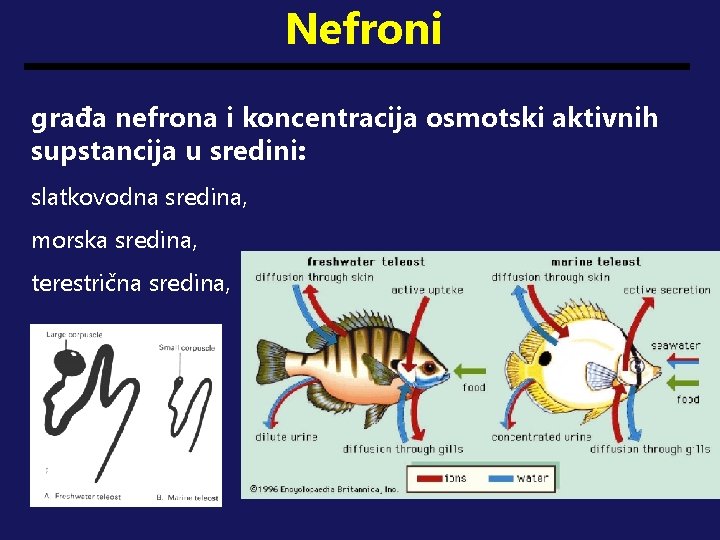 Nefroni građa nefrona i koncentracija osmotski aktivnih supstancija u sredini: slatkovodna sredina, morska sredina,