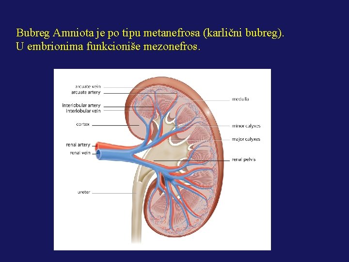 Bubreg Amniota je po tipu metanefrosa (karlični bubreg). U embrionima funkcioniše mezonefros. 