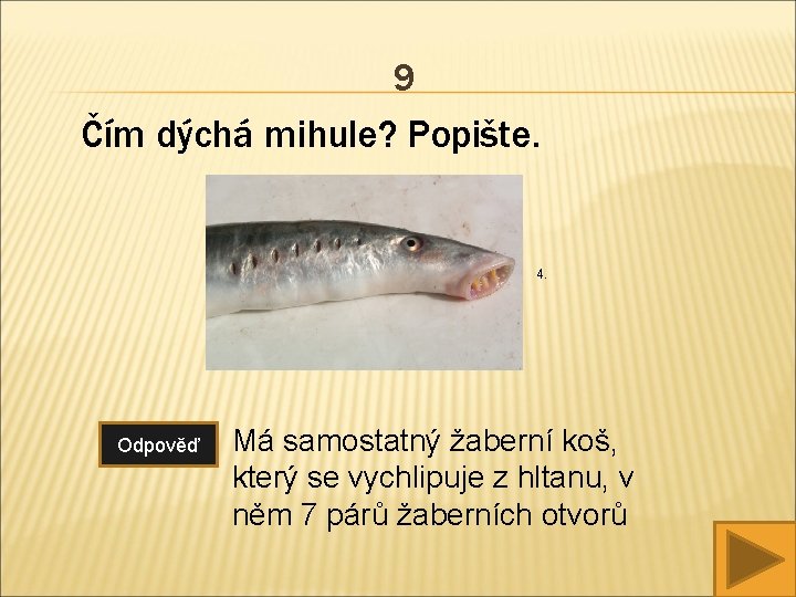 9 Čím dýchá mihule? Popište. 4. Odpověď Má samostatný žaberní koš, který se vychlipuje