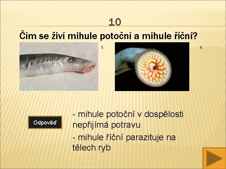 10 Čím se živí mihule potoční a mihule říční? 5. Odpověď - mihule potoční