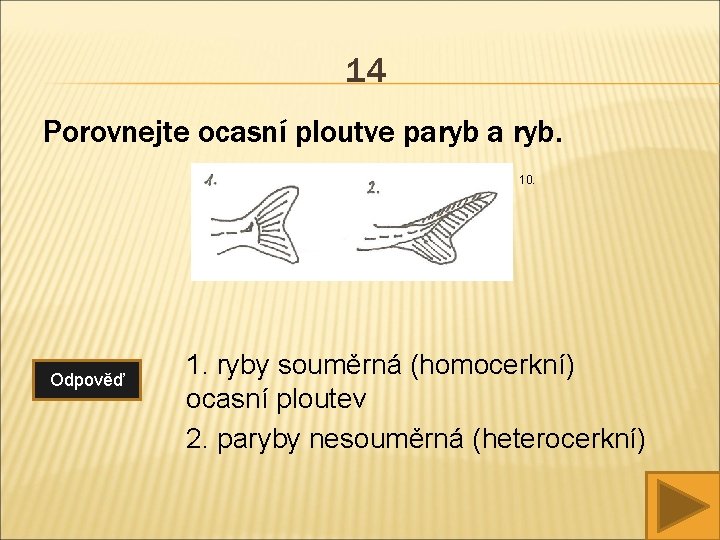 14 Porovnejte ocasní ploutve paryb a ryb. 10. Odpověď 1. ryby souměrná (homocerkní) ocasní