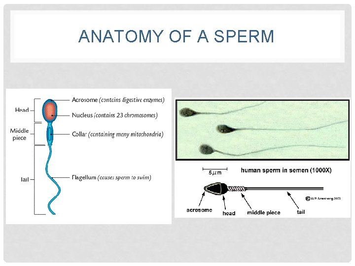 ANATOMY OF A SPERM 