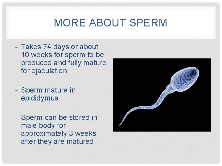 MORE ABOUT SPERM - Takes 74 days or about 10 weeks for sperm to