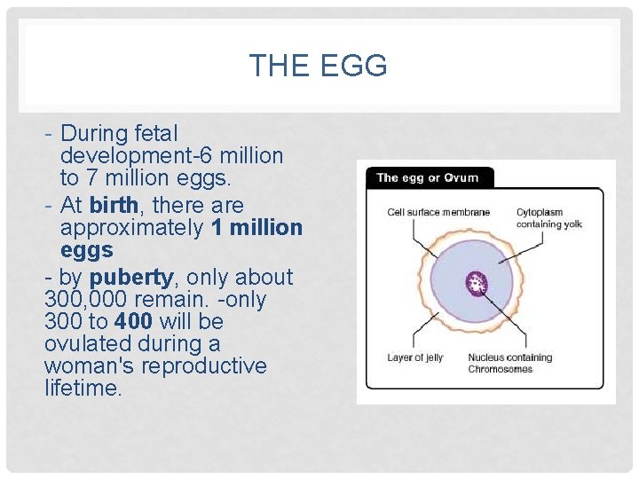 THE EGG - During fetal development-6 million to 7 million eggs. - At birth,