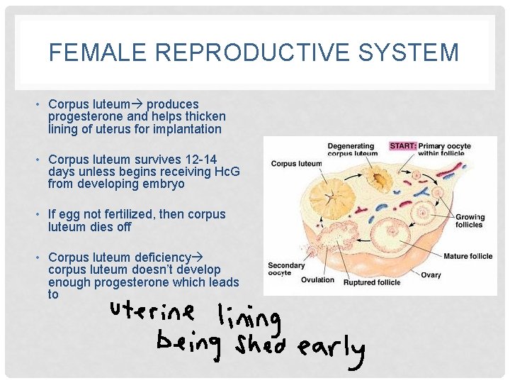 FEMALE REPRODUCTIVE SYSTEM • Corpus luteum produces progesterone and helps thicken lining of uterus