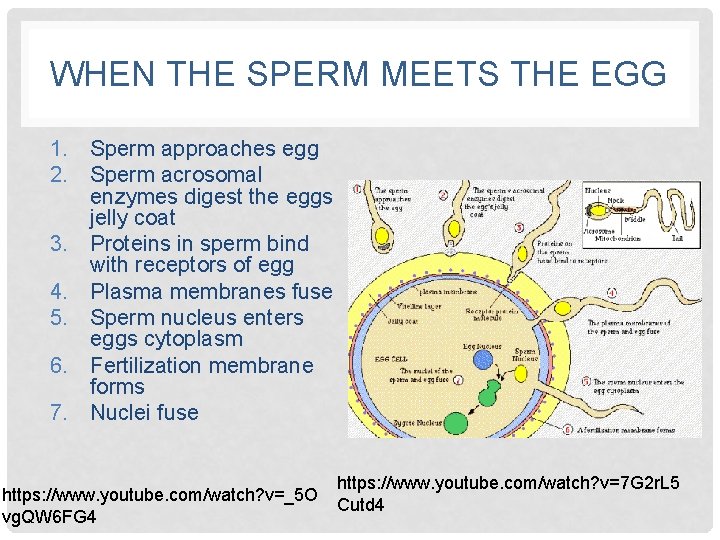 WHEN THE SPERM MEETS THE EGG 1. Sperm approaches egg 2. Sperm acrosomal enzymes