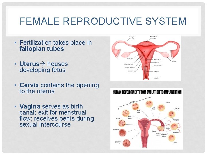 FEMALE REPRODUCTIVE SYSTEM • Fertilization takes place in fallopian tubes • Uterus houses developing