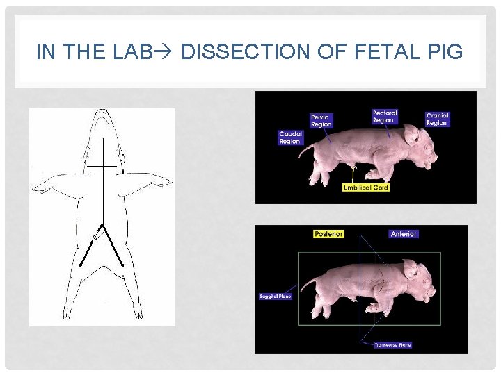 IN THE LAB DISSECTION OF FETAL PIG 