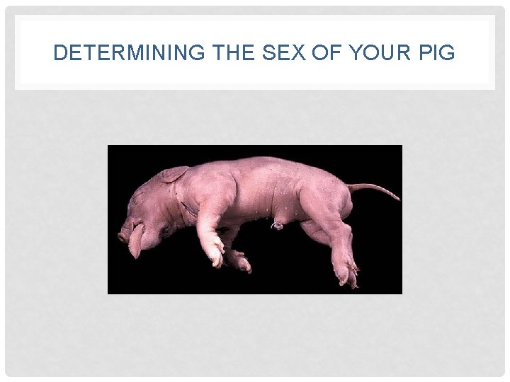 DETERMINING THE SEX OF YOUR PIG 