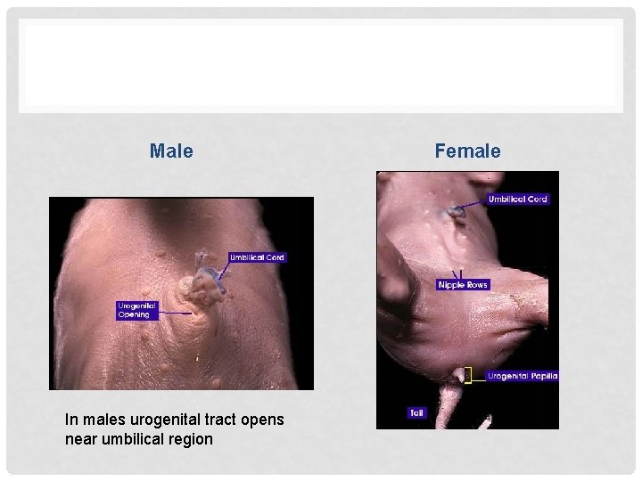 Male In males urogenital tract opens near umbilical region Female 