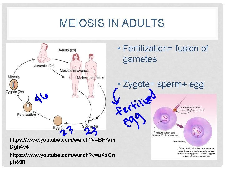 MEIOSIS IN ADULTS • Fertilization= fusion of gametes • Zygote= sperm+ egg https: //www.