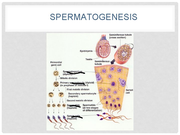 SPERMATOGENESIS 